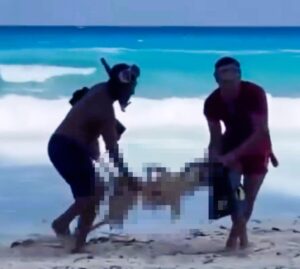 Perfil 6 Perfil Skeleton of US tourist washes up on beach after being eaten by sharks 6
